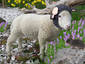 Spring Lamb