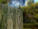 Old fence