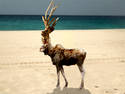 Beach Stag