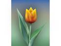 Rembrandt tulip