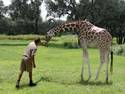 Feeding the Giraffe