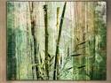 Bamboo