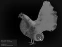 Chicken X-ray