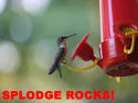 Splodge Rocks!