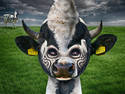 Cow Punk