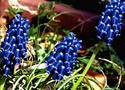 GRAPE HYACINTH