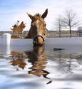 So Friendly N.O. Horse