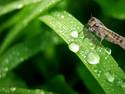 Watery Leaf