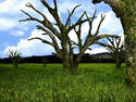 Death Tree Valley