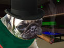 Boss Pug