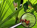 Leaf Cutters Under Glass