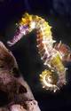 Seahorse