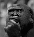 The Horned Nose Gorilla