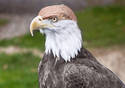 Fred the Bald Eagle