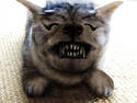 Psycho Snarling Wolf Cat