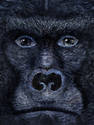 Gorilla Close Up