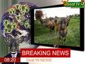 Goat in NEWS