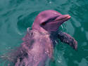 Rare Pink Dolphin