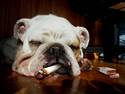 Smoking Doggie - Gif