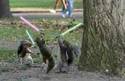 Squirrel Wars