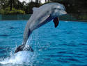 dolphin