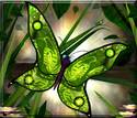 Green Butterfly