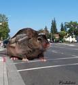 Taxi Rat