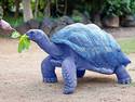 Blue Tortoise