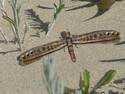 Desert dragonfly