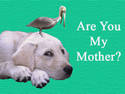 Are You My Mother?