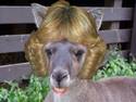 Kangarilla Parker Bowles