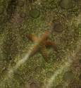 Rockpool Starfish.