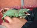  Pet Lizard