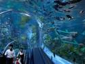 Visit @ Aquarium