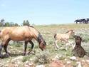 Horse and dog in love