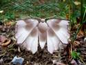 Moth In Flight