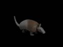 dancin armadillo