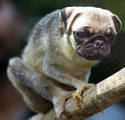 Tree Pug