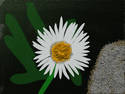 Painted Daisy