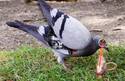 Robo Pigeon 3000