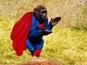 super chimp