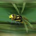 Dragonwasp