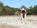 SAY HAY!