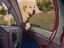 Dog infront of Cockpit