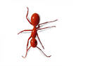 Red Ant