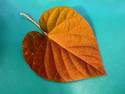 Autumn Leaf