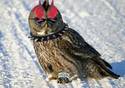 punk owl