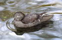 Wood Duck