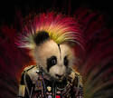 Punk Panda