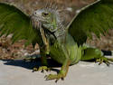   Green Dragon Lizard